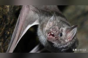 Top 10 Most Terrifying Species!