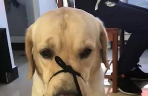 Dog Barks at Night, Neighbors Complain, Owner Takes Action the Second Night