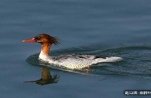 How Beautiful is Qingshan Lake in Lin'an? National Treasure Ducks Have Arrived