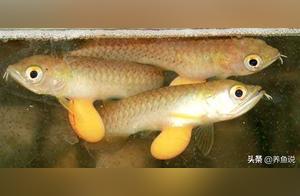 Neglected Fishkeeping Issue: Does Water Level Affect Ornamental Fish and Small Fish Deformation?