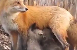 Motherly Love Across Species! Australian Fox Feeds Koala Orphaned by Forest Fire