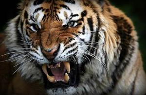 Who is Stronger: The Tiger or the Lion?