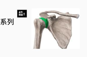 Anatomy of the Shoulder Joint: Sternoclavicular and Acromioclavicular Joints