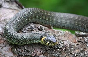 The Origin of ‘Hit a Snake at the Seventh Inch’ – Why Have We Misunderstood It?
