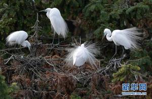 Heron Kingdom in Spring