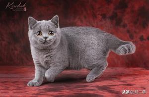 Help You Choose a Cat – Breed Introduction: British Shorthair