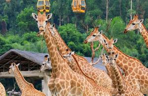 The Only Zoo in China Where You Can See Koalas and Triple Giant Pandas – Guangzhou Longli Safari Park