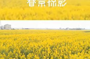 Spring Scenery Fragments | Immerse Yourself in the Flower Sea – We Capture Spring for You