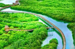 For the first time at the Hainan Red Mangrove Wetland Park, I saw the magical oviparous plants, truly fascinating!