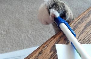 Mischievous Cat's Cute Little Paws – Even a Little Thief Would Be Adorable