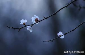 Twenty-odd Kilometers from Hengshui Conceals a Thousand-Mu Apricot Blossom Grove - It's the Right Time to Go!