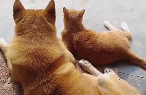 Cat and Dog Raised Together, Its Temperament Has Been Infected, Internet Users Found It's Being 'Dogged'