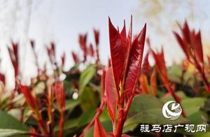 Liang Chu Garden Spring Tour: Beautiful Scenery