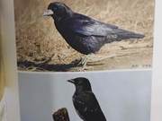 Birds of the Yellow River Delta – Common Raven