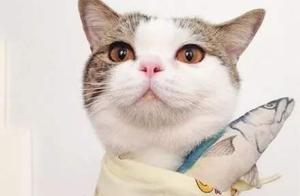 Picky Eater Cat! Cat Eats Fish Sticks, Leaving Entire Fish Heads Behind, Owner is Confused