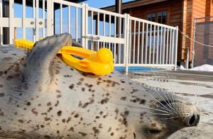 Duck Obsession! You Won't Believe This Seal