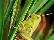 No More Locusts to See #Stay Home Travel #