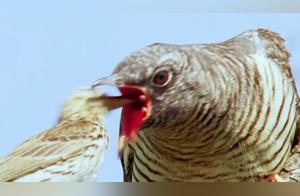 ‘Murderous’ Cuckoo Birds: Borrowing Nests to Breed, Letting Other Birds Raise Young, and Avoiding Detection?