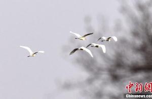 Tarim River Wetlands in Xinjiang: Waterbirds Play a 'Spring Love Song'