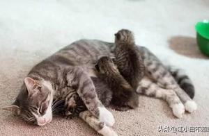Mother Cat Grief-Stricken After Losing Her Child, Owner Adopts a Kitten, Which Moves the Owner to Tears