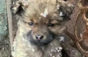 Woman Builds Snowman, Finds Shivering Dog in a Corner, Feeling Compassionate