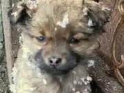 Woman Sees a Snow-Covered Dog Shivering in a Corner