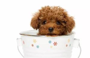 Why Teacup Dogs Are So Easily Dying
