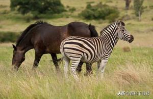 Why Zebras Have Not Been Domesticated? Can Zebras Be Tamed?