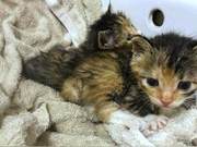 How to Raise a Stray Kitten? Examining Feeding Methods to Reduce High Mortality Rates