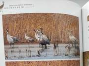 Sand Cranes of the Yellow River Delta