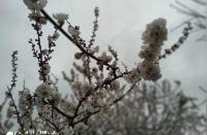 How Beautiful are the Pear Blossoms of the Pear Blossom Capital? See Some Stunning Pictures!