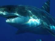 Ocean Superkillers: The Ferocious Great White Shark