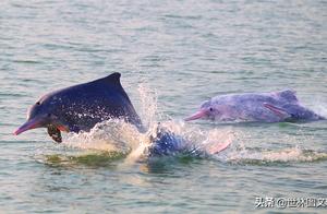 Pupu Yue Sanlianguan: Exploring the Last Group of Young and Healthy Chinese White Dolphins on Earth (Series 1)