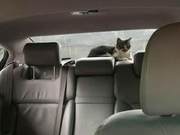 Man Was Startled by a Cat Suddenly Appearing in the Rearview Mirror: 'They Appear and Disappear Like This?'