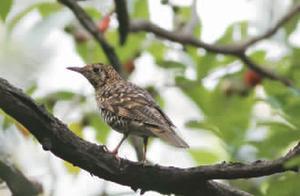 Grand Migration of Birds in Baiyi Park