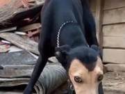 Looking at this black-bodied, yellow-faced dog, he couldn't help but ask: 'How was your mother born?'