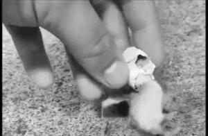 Baby Bird Shell Stuck on Head - Online Users Help Remove Shell, Young Bird Looks Bewildered