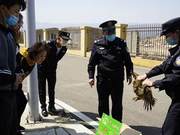 Grim Fate of an Owl: Panzhui Forest Police Jointly Rescue
