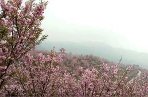 Spring Dragon Flower and Fruit Mountain Cherry Blossoms in Full Bloom, a Sweet Spring