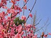 Celebrating Spring - Lost in Spring