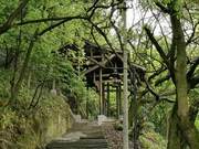 Taking Children to Less Crowded Places to Explore: Yellowbud Tree Ancient Road is the Top Choice