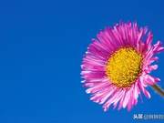 Favorable circumstances lead to laziness, unfavorable circumstances lead to growth; smile to face life, use true feelings to write your life.