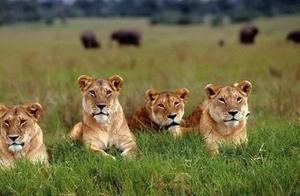 Lion Pride Tracking Elephant Herd, Hunting Young Elephants - Food Chain Dynamics
