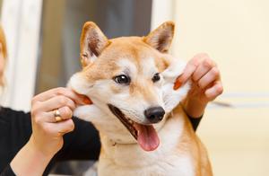 Five Dog Breeds That Can't Be Police Dogs - Does Your Dog Fit the Bill?
