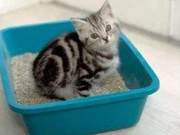 3 Ways to Assess Your Cat's Health Status to Prevent Minor Issues from Becoming Major Problems...