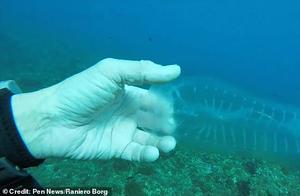 Divers Discover Ghostly, Translucent Marine Creature in Maltese Waters
