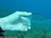 Mysterious Marine Creature Appears in the Maltese Sea: Ethereal, Transparent, and Revealing Spinal Ribs