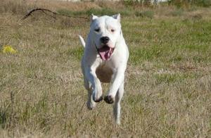 Duke Argentino, the Iron-Willed Hunter, King of Hunting Dogs