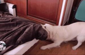 Even Big Dogs Over 100 Pounds Still Want to Sleep with Their Owners, Leading to Laughter...