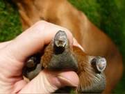 Dog Nails Contain Blood Vessels and Nerves, Be Careful When Clipping! How to Clip Dog Nails Without Resistance